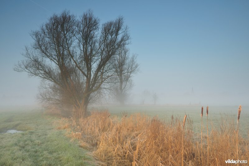 Bergenmeersen