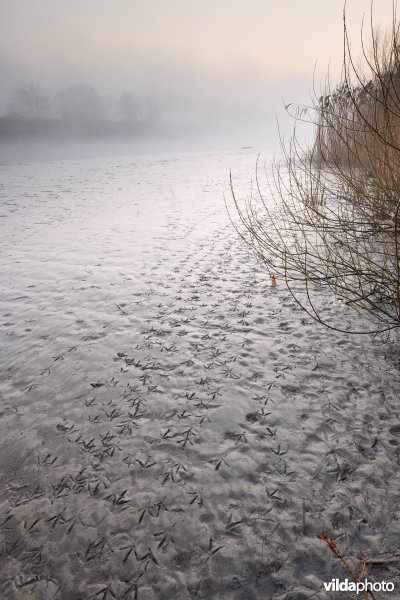 Schor bij de Bergenmeersen
