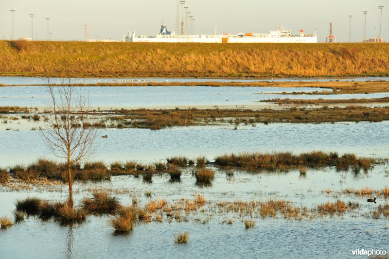 Natuurreservaat Drijdijck