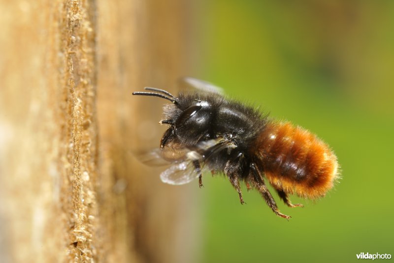 Gehoornde metselbij met nestmateriaal