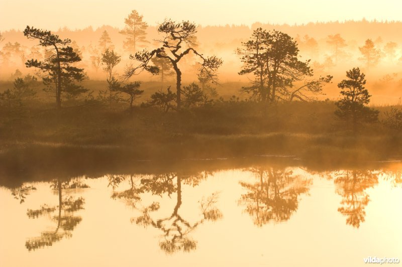 Hüpassaare hoogveen