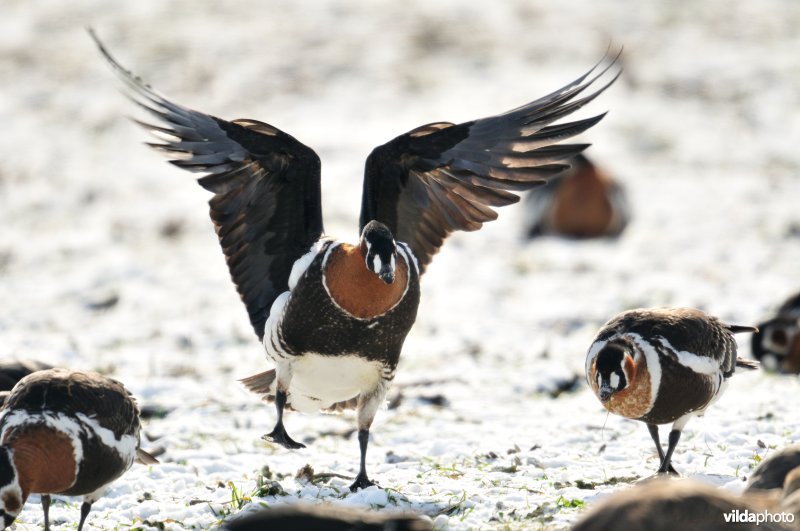 Landende Roodhalsgans