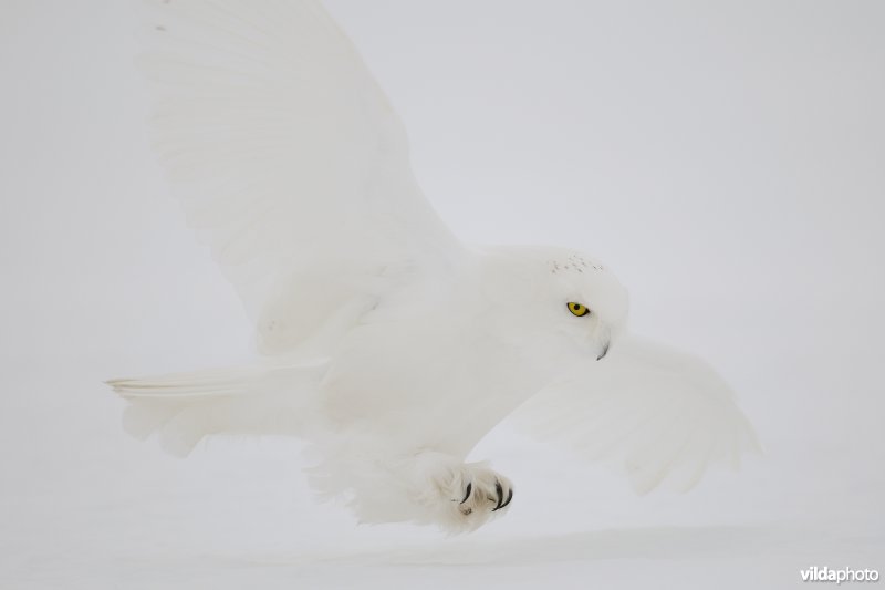 Aanvliegende Sneeuwuil