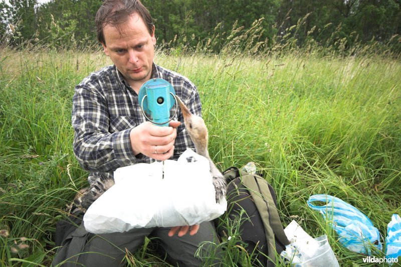 Gewicht meten van jonge Kraanvogel