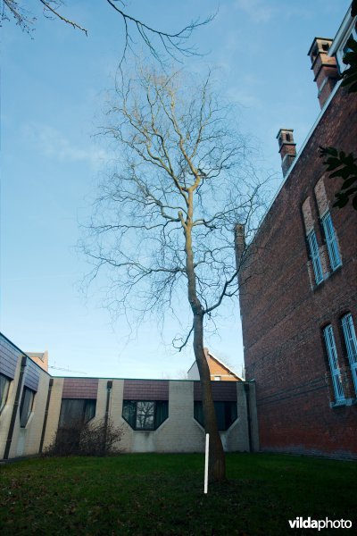 Kronkelwilg