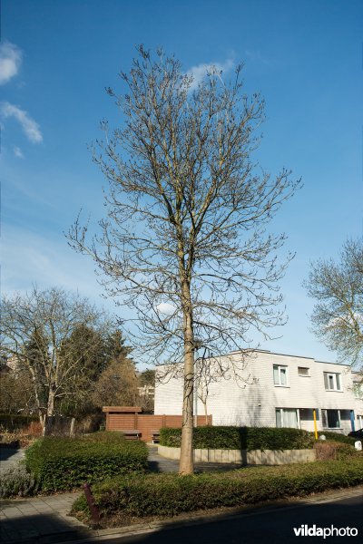 Fraxinus angustifolia Raywood