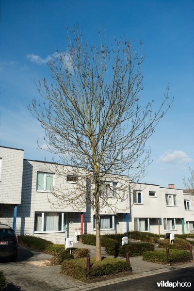 Fraxinus angustifolia Raywood
