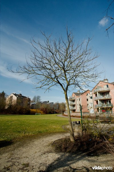 Blazenboom