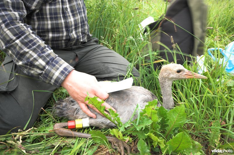 Jonge Kraanvogel met kleurringen