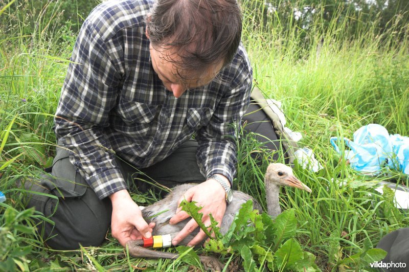 Jonge Kraanvogel krijgt kleurringen