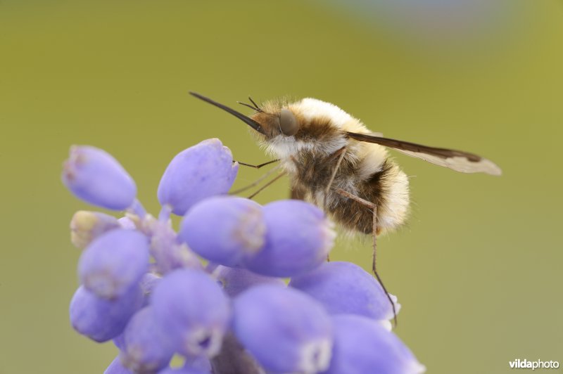 Wolzwever op Blauwe druifjes