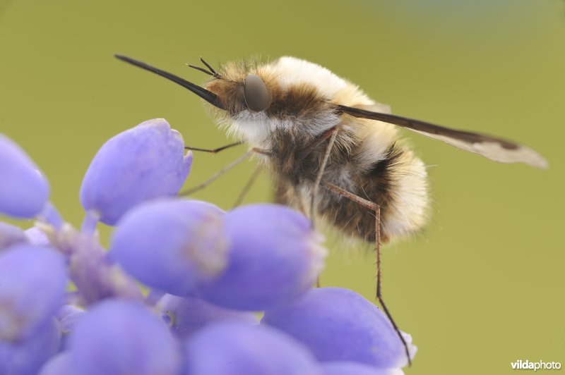 Wolzwever op Blauwe druifjes