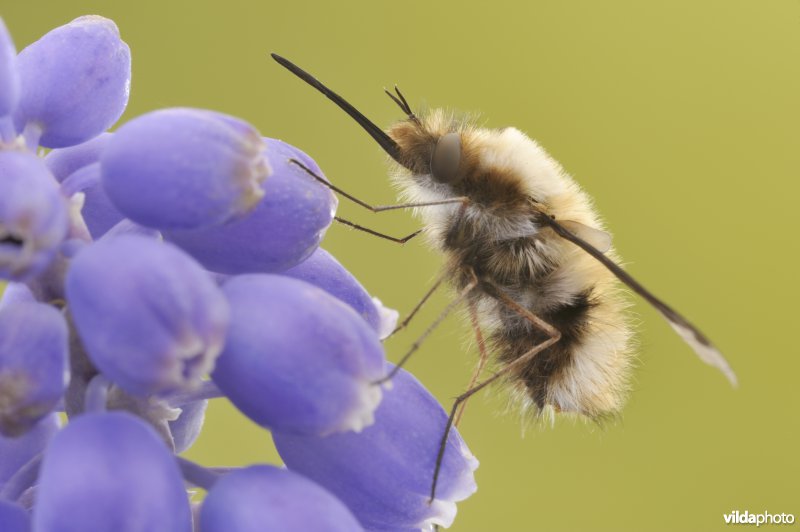 Wolzwever op Blauwe druifjes