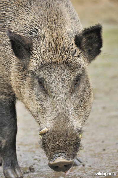 Wild zwijn