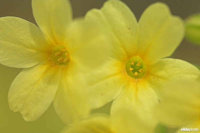 Bloemetjes van Slanke sleutelbloem