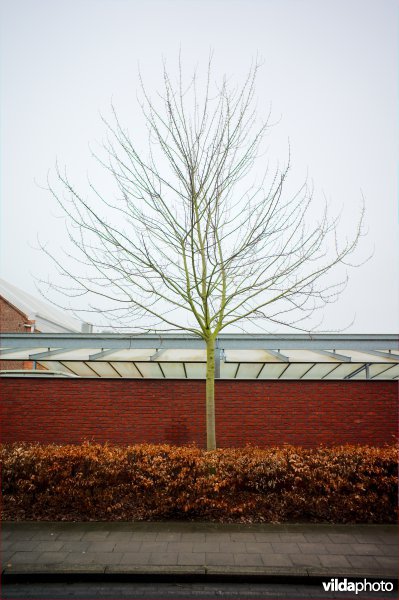 Acer rubrum Scanlon