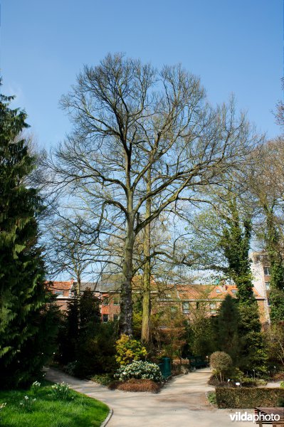 Ruwe iep