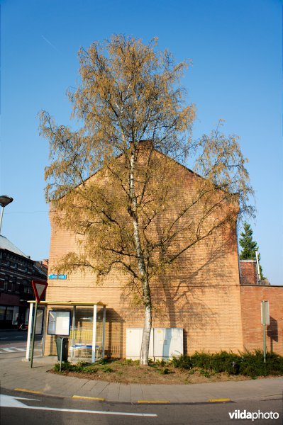 Ruwe berk