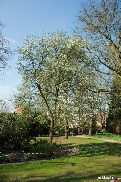 Magnolia kobus