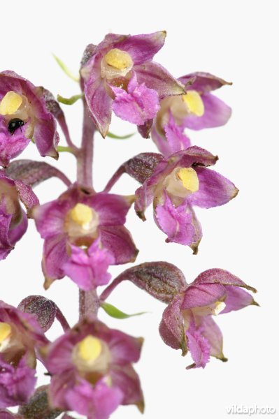 Bruinrode wespenorchis