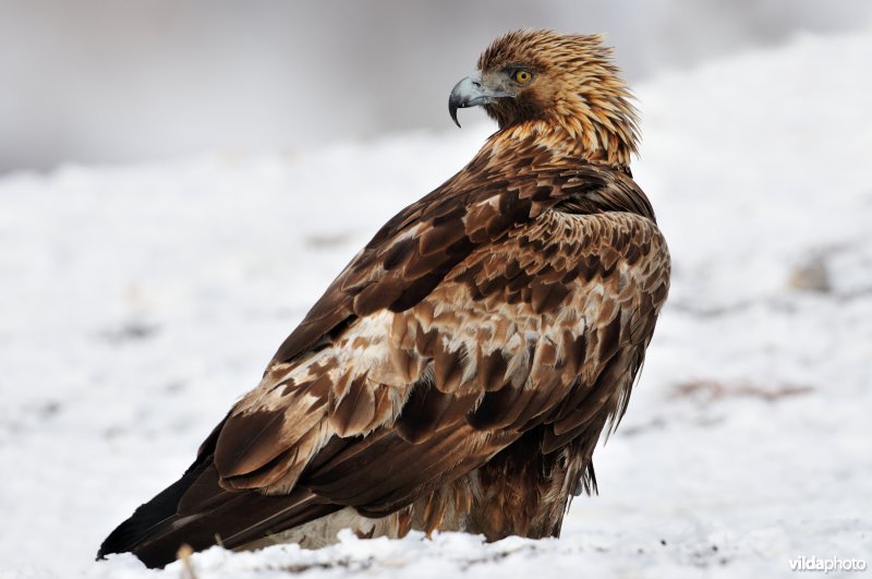 Steenarend in de sneeuw