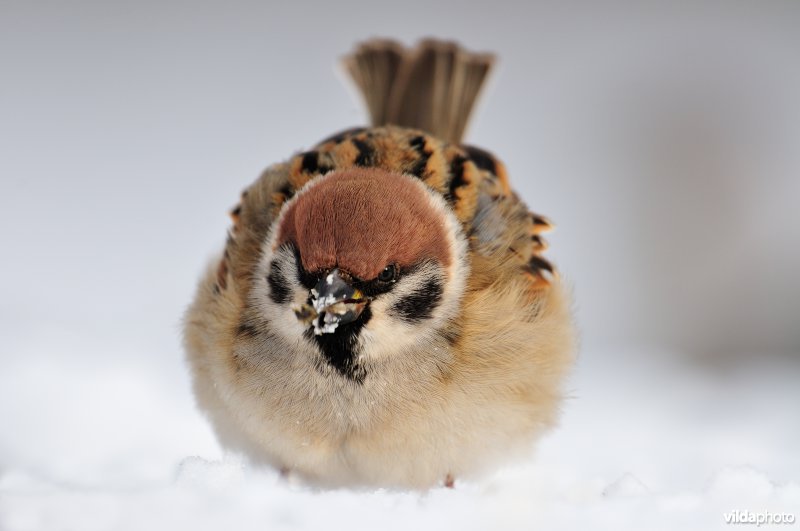 Ringmus in de sneeuw