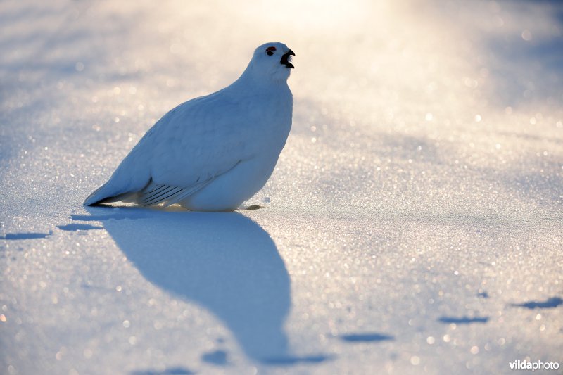 Moerassneeuwhoen in de sneeuw