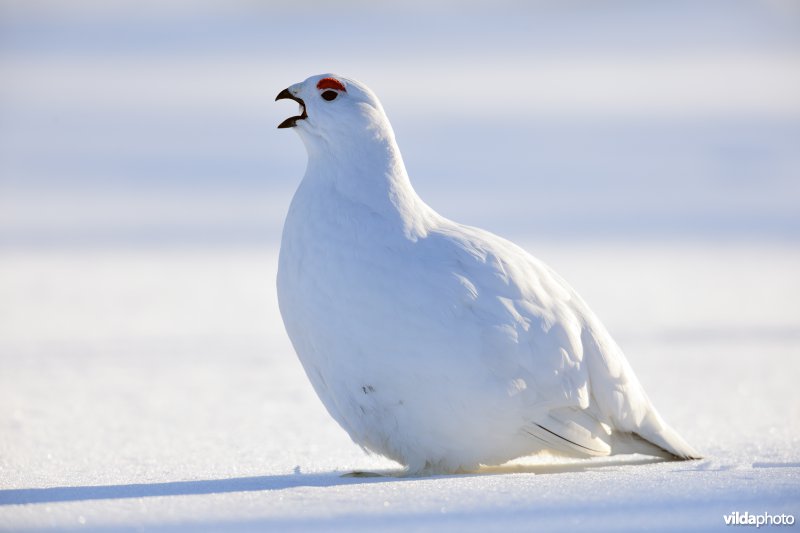 Moerassneeuwhoen in de sneeuw