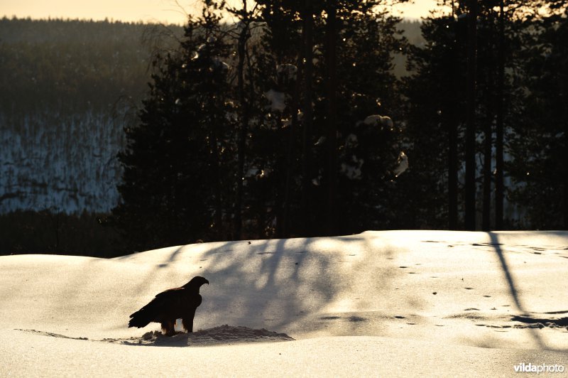 Steenarend in de sneeuw