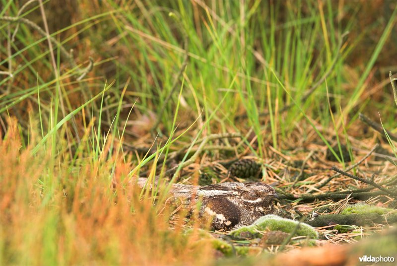Gecamoufleerde Nachtzwaluw