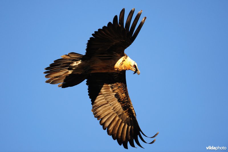 Lammergier in vlucht