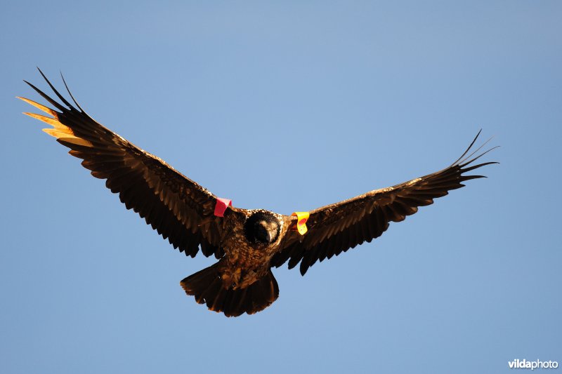 Lammergier in vlucht