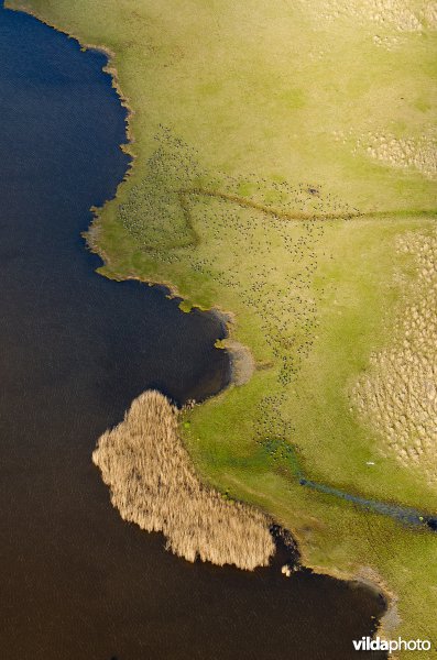 Brandganzen in het Lauwersmeer