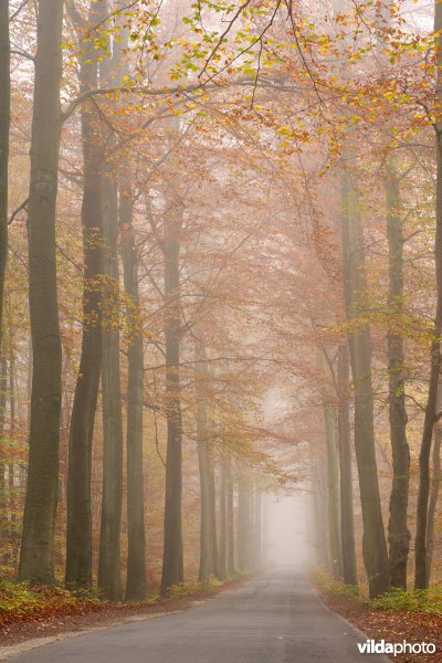 Beukendreef in de mist