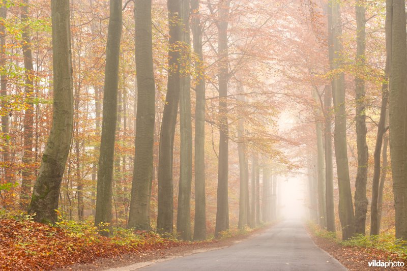 Beukendreef in de mist