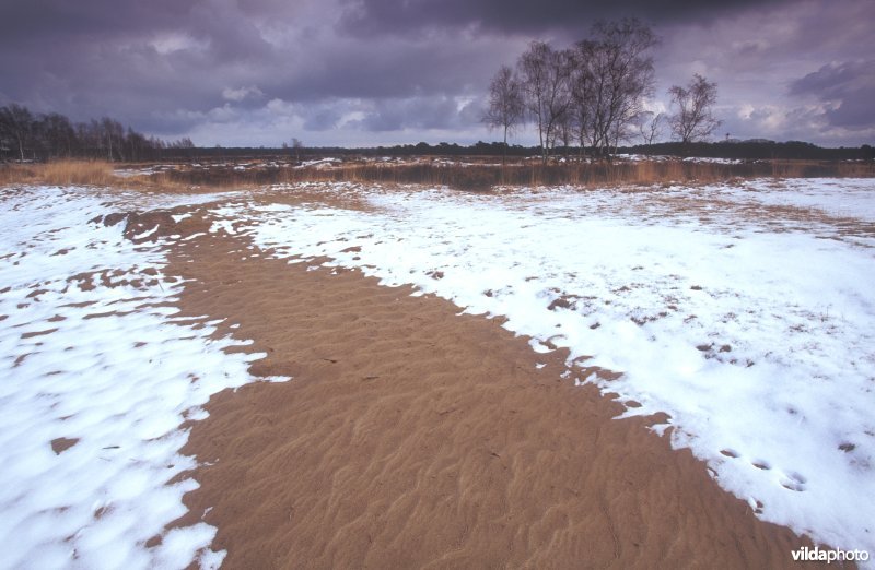 Besneeuwde stuifduintjes