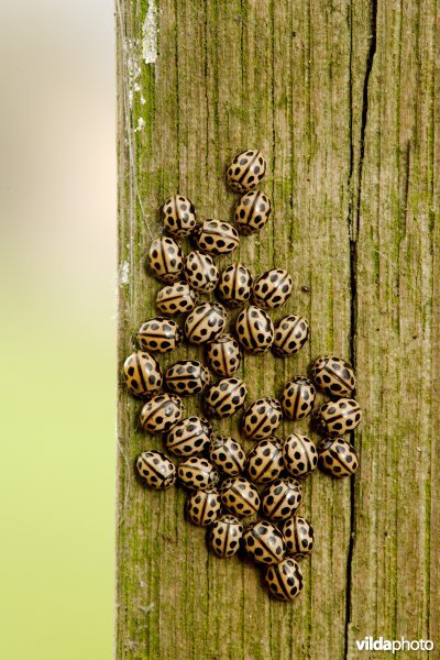 Overwinterende Zestienpuntlieveheersbeestjes