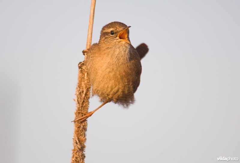 Zingende Winterkoning