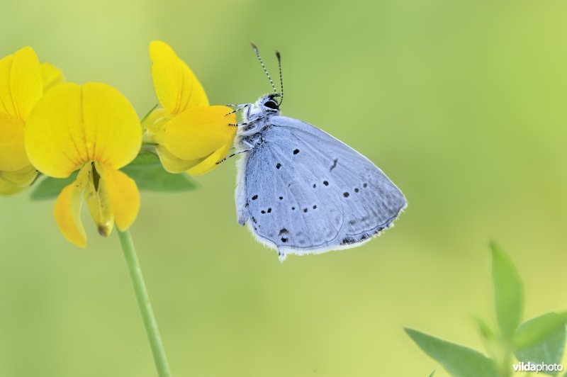 Oostelijk staartblauwtje