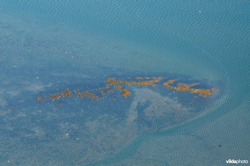 Mosselbank in de Waddenzee