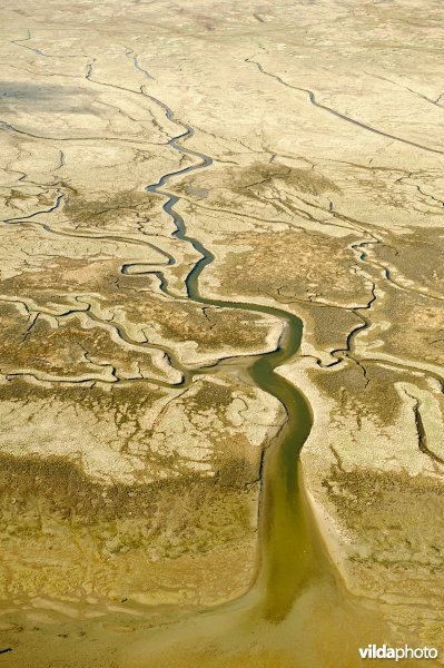 Getijdenkreek in de kwelder van Schiermonnikoog