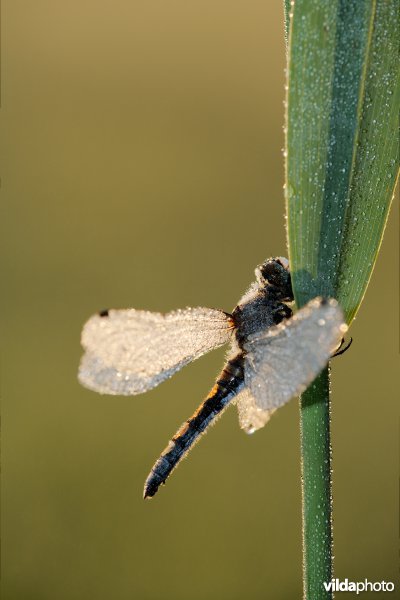 Gevlekte witsnuitlibel