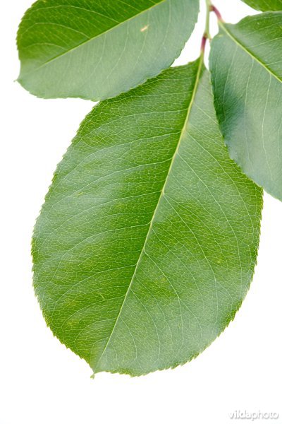 Blad van Amerikaanse vogelkers