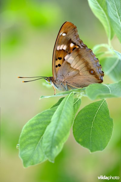Kleine weerschijnvlinder