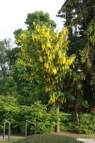 Goudenregen