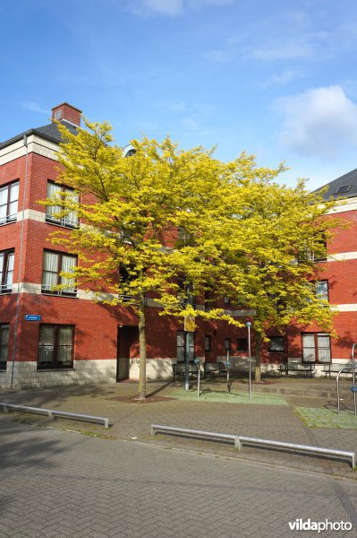 Gleditsia triacanthos Shademaster