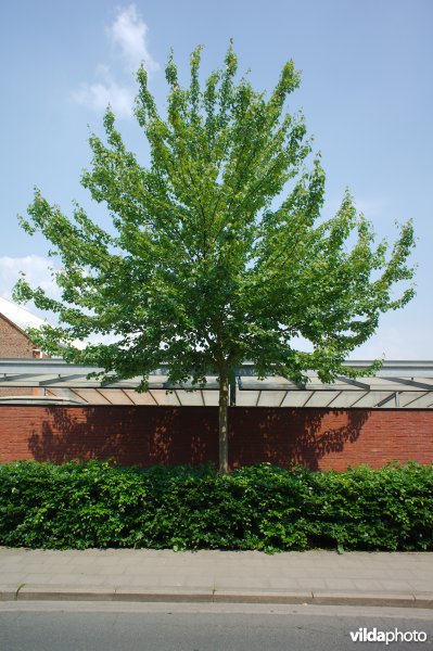 Acer rubrum Scanlon