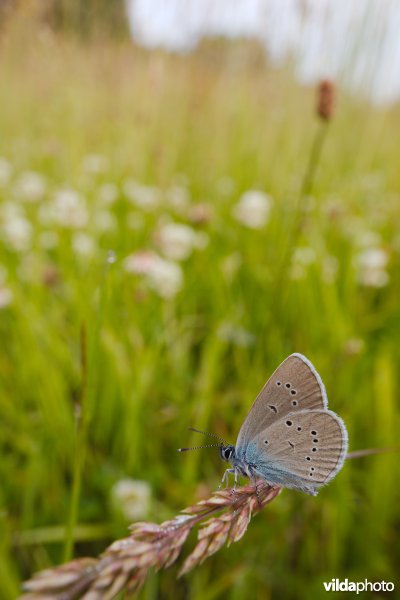 Klaverblauwtje in het gras