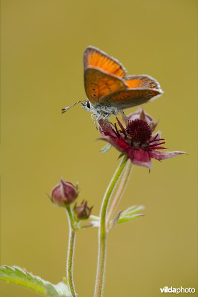 Rode vuurvlinder op Wateraardbei