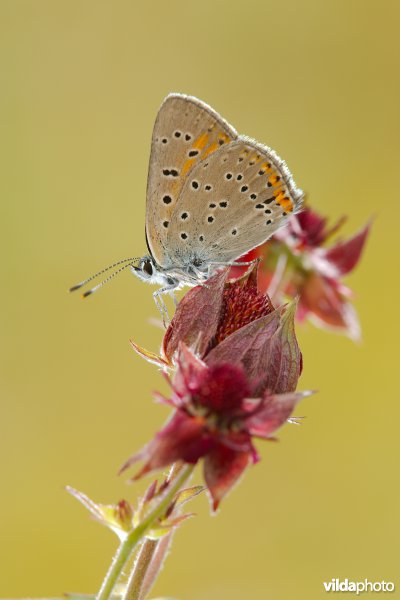 Rode vuurvlinder op Wateraardbei